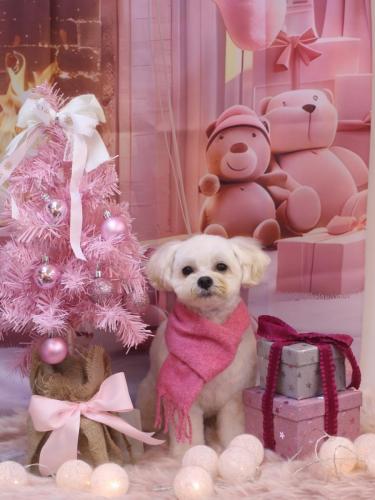 20241223みみくん